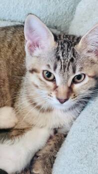 Sandy -  Domestic Short Hair and Tabby Cat Available for Adoption in Frisco, Texas - Sandy | PetCurious