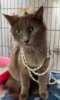 Tina -  Domestic Long Hair Cat Available for Adoption in Martinsburg, West Virginia - Tina | PetCurious
