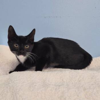 Sparkle -  Domestic Short Hair Cat for Adoption in Wahiawa, Hawaii - Sparkle | PetCurious