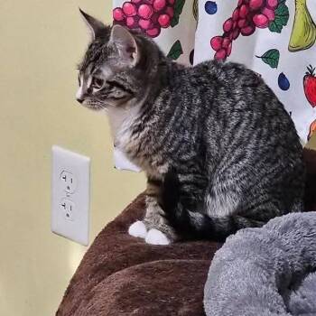 Clove -  Domestic Short Hair Cat for Adoption in Winchester, Virginia - Clove | PetCurious
