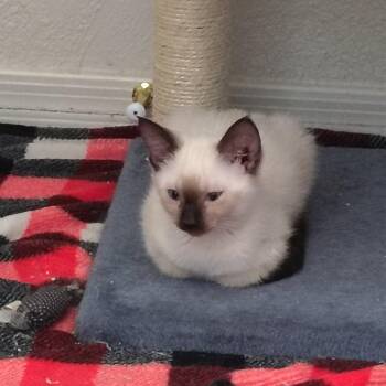 Marshmallow (Bonded with Truffles) -  Siamese Cat for Adoption in San Tan Valley, Arizona - Marshmallow (Bonded With Truffles) | PetCurious