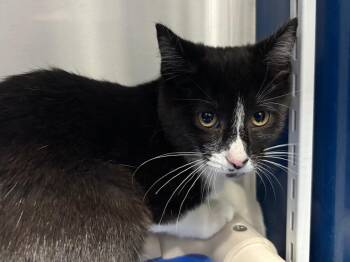 Domestic Short Hair Cats Available for Adoption - Persil | PetCurious