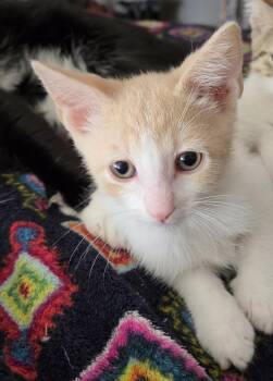 Richie (bonded with Joanie) -  Domestic Short Hair Cat for Adoption in Silverton, Oregon - Richie (bonded With Joanie) | PetCurious