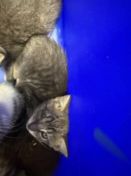 A384755 -  Domestic Short Hair Cat for Adoption in Ocala, Florida - A384755 | PetCurious