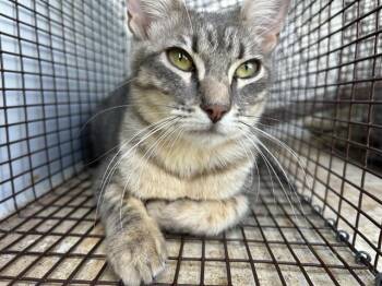 GRACIE -  Domestic Medium Hair Cat for Adoption in Houston, Texas - GRACIE | PetCurious