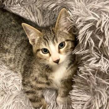 Rescue Domestic Short Hair and Tabby Cats for Adoption in Long Beach, Washington - Cyrus | PetCurious