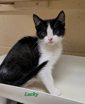 Domestic Short Hair Cats Available for Adoption in Cedar Rapids, Iowa - Lucky | PetCurious