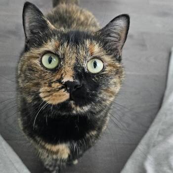 Rescue Domestic Short Hair Cats for Adoption in Toronto, Ontario - Broccoli | PetCurious
