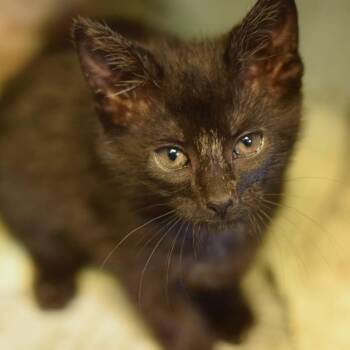 Domestic Short Hair Cats Available for Adoption in Belleville, Illinois - Yoyo | PetCurious