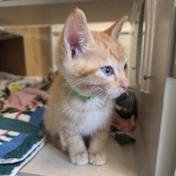 Domestic Medium Hair Cats Available for Adoption in Dublin, California - Busch | PetCurious