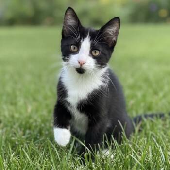 Rescue Domestic Short Hair Cats for Adoption in Pittsfield, Illinois - Benedict | PetCurious