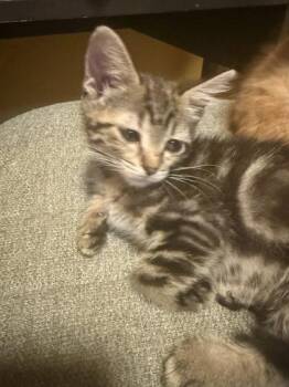 Pineapple -  Domestic Short Hair Cat for Adoption in Hobart, Indiana - Pineapple | PetCurious