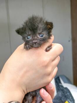 Domestic Short Hair Cats Available for Adoption in Sanford, North Carolina - Nimbus | PetCurious