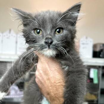 Rescue Domestic Medium Hair Cats for Adoption in Matteson, Illinois - The Only | PetCurious