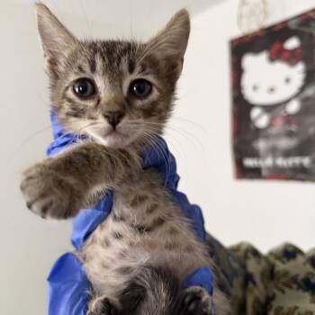 Agatha -  Domestic Short Hair Cat for Adoption in Lakewood, Colorado - Agatha | PetCurious