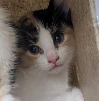 Swan -  Domestic Short Hair Cat for Adoption - Swan | PetCurious