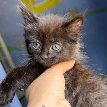 Leo -  Domestic Medium Hair Cat for Adoption in Tulsa, Oklahoma - Leo | PetCurious