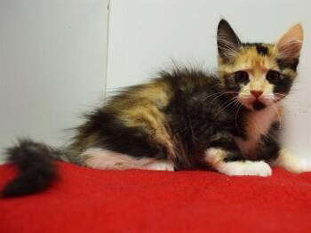STRAWBERRY -  Domestic Short Hair Cat Available for Adoption in Sacramento, California - STRAWBERRY | PetCurious