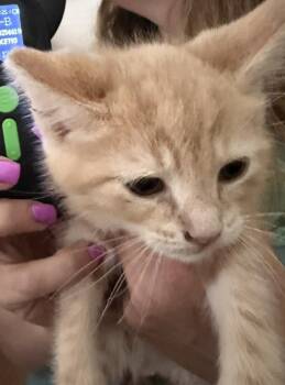 Oliver Twist -  Domestic Long Hair Cat Available for Adoption in Poplar Grove, Illinois - Oliver Twist | PetCurious