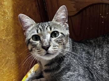 Milo -  Domestic Short Hair Cat for Adoption - Milo | PetCurious