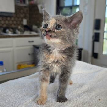 Applejack -  Domestic Short Hair Cat for Adoption in Chapel Hill, North Carolina - Applejack | PetCurious
