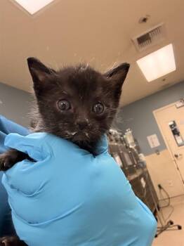 RONNIE -  Domestic Short Hair Cat for Adoption in Riverside, California - RONNIE | PetCurious