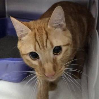 Domestic Short Hair Cats Available for Adoption - Simba | PetCurious