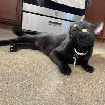 Domestic Short Hair Cats Available for Adoption in Ramona, California - Ash | PetCurious