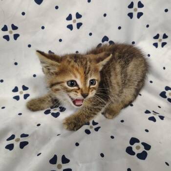 BBQ -  Domestic Short Hair Cat for Adoption in Coos Bay, Oregon - BBQ | PetCurious