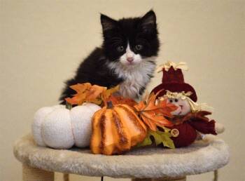 Rescue Domestic Short Hair Cats for Adoption in Colorado Springs, Colorado - BLACKBERRY | PetCurious