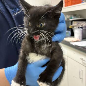 Mira -  Domestic Short Hair Cat for Adoption in Harrisonburg, Virginia - Mira | PetCurious
