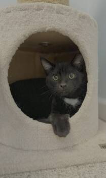 Rescue Domestic Short Hair Cats for Adoption in Harbor Springs, Michigan - Archie | PetCurious