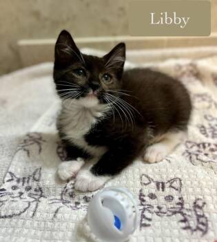 Libby -  Domestic Short Hair Cat for Adoption in Chalfont, Pennsylvania - Libby | PetCurious