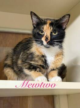 Mewtwo -  Domestic Short Hair Cat Available for Adoption in Hillsboro, Ohio - Mewtwo | PetCurious
