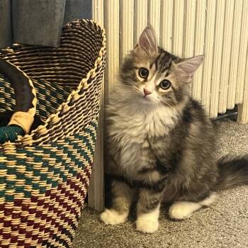 Ragatha -  Domestic Long Hair Cat for Adoption in Buffalo, New York - Ragatha | PetCurious