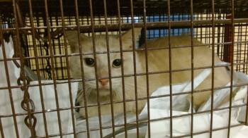 Rescue Domestic Short Hair Cats for Adoption in Doral, Florida - A2735176 | PetCurious