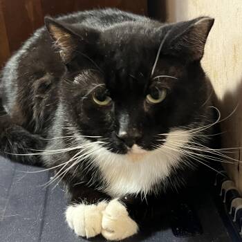 Rescue Domestic Short Hair Cats for Adoption in Mount Airy, Maryland - Xavier | PetCurious