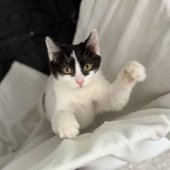 Talulah -  Domestic Short Hair Cat for Adoption in Enfield, New Hampshire - Talulah | PetCurious