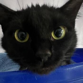Oracle - Lovely and Quiet -  Bombay Cat for Adoption in Hoquiam, Washington - Oracle - Lovely And Quiet | PetCurious