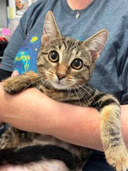 FURGIE -  Domestic Short Hair Cat for Adoption in Canfield, Ohio - FURGIE | PetCurious