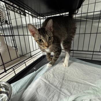 Jaggy ARC2026-236 -  Domestic Short Hair Cat for Adoption in Akron, New York - Jaggy ARC2026-236 | PetCurious