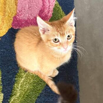 Munchkin Storesund -  Domestic Short Hair Cat for Adoption in Eagle Mountain, Utah - Munchkin Storesund | PetCurious