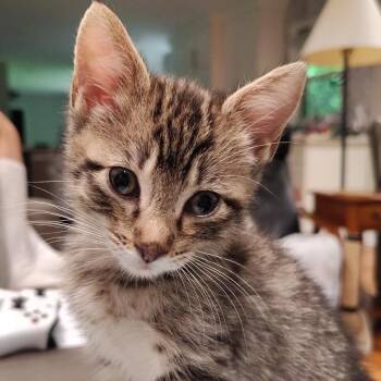 Zambia -  Domestic Short Hair Cat for Adoption in Cumming, Georgia - Zambia | PetCurious