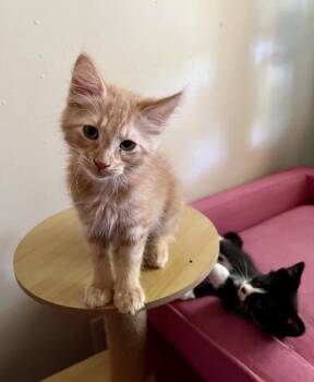 Dr Heinz Doofensmirch -  Domestic Medium Hair Cat for Adoption in Topeka, Kansas - Dr Heinz Doofensmirch | PetCurious