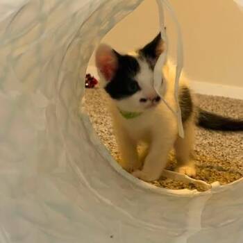 Jupiter (Holland Cat Cove) -  Domestic Short Hair Cat for Adoption in West Olive, Michigan - Jupiter (Holland Cat Cove) | PetCurious