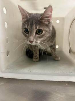 Pebbles -  Domestic Short Hair Cat for Adoption in Fruit Heights, Utah - Pebbles | PetCurious