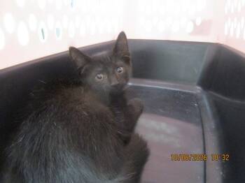 (685) -  Domestic Short Hair Cat for Adoption in Marietta, Georgia - (685) | PetCurious