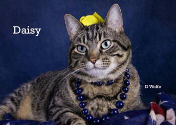 Daisy -  Tabby Cat for Adoption in York, Nebraska - Daisy | PetCurious