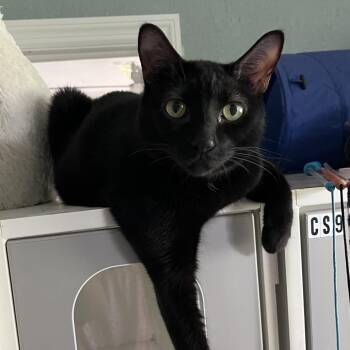 Ziggy -  Domestic Short Hair Cat for Adoption in Sarasota, Florida - Ziggy | PetCurious