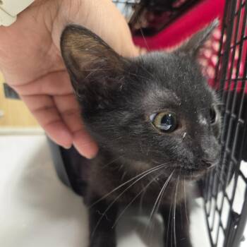 Denise -  Domestic Short Hair Cat for Adoption in Leander, Texas - Denise | PetCurious